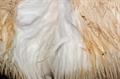 Lion's Mane Mushroom